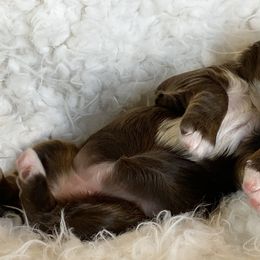 Australian Labradoodles from Ever After Labradoodles