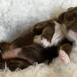 Australian Labradoodles from Ever After Labradoodles