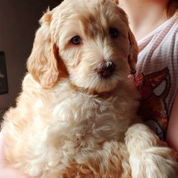 Labradoodle Puppies from 101 Labradoodles
