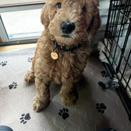 Goldendoodle Puppies from Lundee Doodles