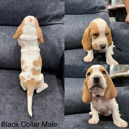 Basset Hound Puppies from Terry Farms