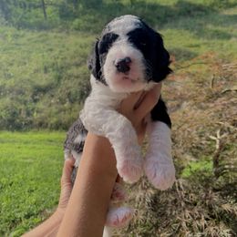 Sheepadoodle Puppies from Meadowbrook Sheepadoodle Co.
