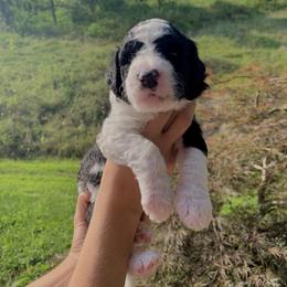 Sheepadoodle Puppies from Meadowbrook Sheepadoodle Co.