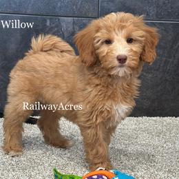 Willow - Apricot female Goldendoodle puppy in Milford, Indiana from Railway Acres Kennel