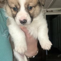 Pistol pete - Sable male Pembroke Welsh Corgi puppy in Huntington, Texas from Flower Hill Farm