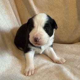 Freya - Black and white female Border Collie puppy in Mckinney, Texas from Border Collies of Ruidoso