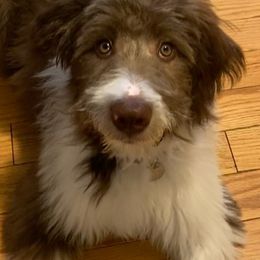 Bordoodle Puppies from Nolichuckey Bordoodles