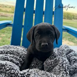 Black Boy - Black male Labrador Retriever puppy in Colorado from Albrecht Farms Labrador Retrievers