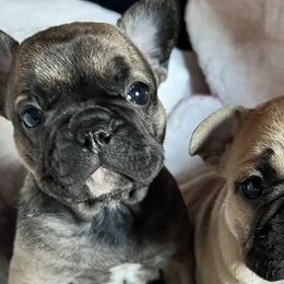 French Bulldogs from It’s a Frenchie Thing