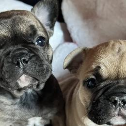 French Bulldogs from It’s a Frenchie Thing