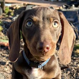 Dachshunds from AMC Dachshunds