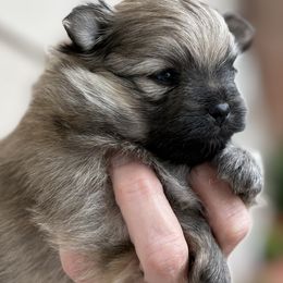 Cinnamon - Cream sable female Pomeranian puppy in Eureka Springs, Arkansas from Maple Hills Poms