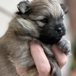 Cinnamon - Cream sable female Pomeranian puppy in Eureka Springs, Arkansas from Maple Hills Poms