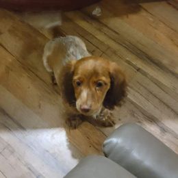 Dachshund Puppies from Shaffers low riding weiners