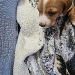 Boy 1 - Cream male Dachshund puppy in Hot Springs, South Dakota from Ruhoff's Dachshunds