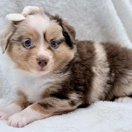 Teal collar - Red merle female Aussiedoodle puppy in 32046, Florida from River Hill Ranch