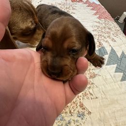 Dachshund Puppies from Mighty little dachshunds
