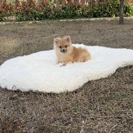 Simba 3.0 Pounds Full Size - Orange sable male Pomeranian puppy in Naples, Florida from 🤎 Dreaming Puppies 🐶