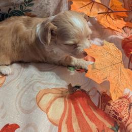 River - Red and white male Chihuahua puppy in Waycross, Georgia from OakView Farm Chihuahuas FB