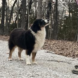 Bonnie - Black tri-color female Australian Shepherd puppy in Hartville, Missouri from Stamper K9’s