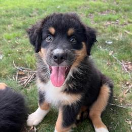 Sasha - Black tri-color female Australian Shepherd puppy in Scottsville, Virginia from Cedar Creek Aussies
