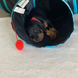 Doberman Pinscher Puppies from Jensen Dobermans