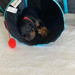 Doberman Pinscher Puppies from Jensen Dobermans
