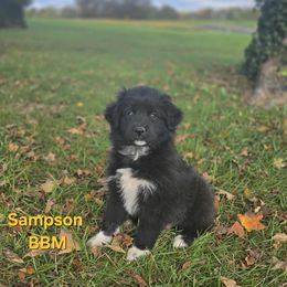 Sampson - Black tri male Miniature Australian Shepherd puppy in Orrtanna, Pennsylvania from Mountain Top Shepherd's