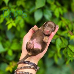 Oops - Red phantom male Aussiedoodle puppy in Centreville, Mississippi from Trin's Designer Doodles