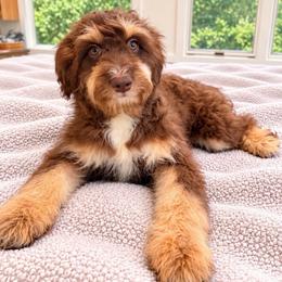 Owl - Red phantom female Aussiedoodle puppy in North Royalton, Ohio from Johnson's Doodles