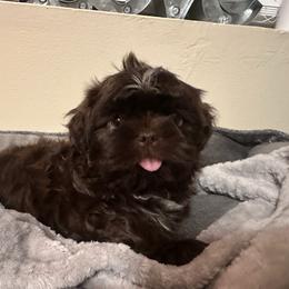 MrBeast - Liver male Shih Tzu puppy in Kodak, Tennessee from Cutshall Babies