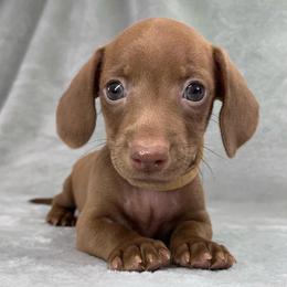 Male 1 - Chocolate male Dachshund puppy in Birmingham, Alabama from LongBottomDachshunds