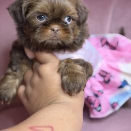 Akc martini - Chocolate and tan female Shih Tzu puppy in Roseville, Michigan from Diamond Paws LLC