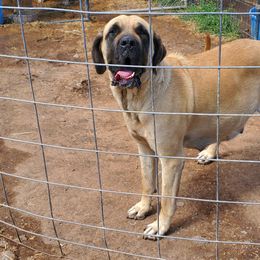 Stella - Mastiff
