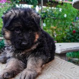 Teal Collar - Black and red female German Shepherd puppy in Howell, Michigan from Sheyenne’s Shepherds