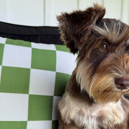 Rainey - Miniature Schnauzer