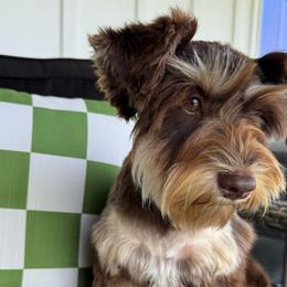 Rainey - Miniature Schnauzer