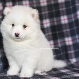 Frost - White male Pomsky puppy in Coos Bay, Oregon from Ocean View Pomskies