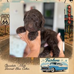 Fairlane - DallasTX - 4,000 - Chocolate male Goldendoodle puppy in Garland, Texas from Twilight Doodles