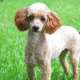 Buffy - Poodle