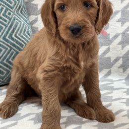 Bernedoodle and Goldendoodle Puppies from Ruby's Doodles