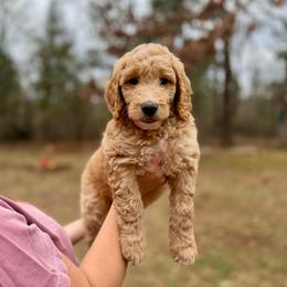 Miss Purple - Apricot female Goldendoodle puppy in Athens, Georgia from Moore Goldendoodles