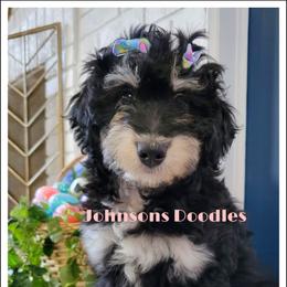 Aussiedoodle, Bernedoodle, and Goldendoodle Puppies from Johnson's Doodles