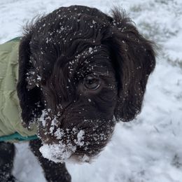 Australian Labradoodle Puppies from Fruitful Beginnings,LLC