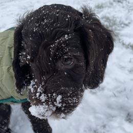 Australian Labradoodle Puppies from Fruitful Beginnings,LLC
