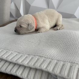 Orange collar - Light golden male Golden Retriever puppy in Radcliff, Kentucky from It’s A Golden Life