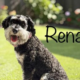Renae - Schnoodle
