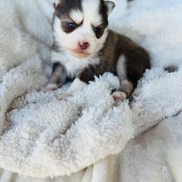 Hershey - Red and white female Pomsky puppy in Yavapai County, Arizona from Pawsh Pomskies