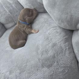 Prince Charming - Fawn (isabella) and cream male Dachshund puppy in Las Piedras from New Empire Kennels