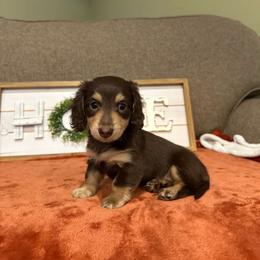 Iris - Chocolate and tan female Dachshund puppy in Stilwell, Oklahoma from B & K Dachshunds